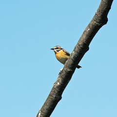 Whinchat, Saxicola rubetra