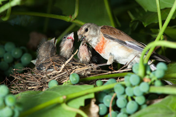 Linnet, Acanthis cannabina, Carduelis