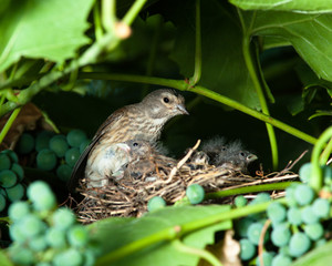 Linnet, Acanthis cannabina, Carduelis