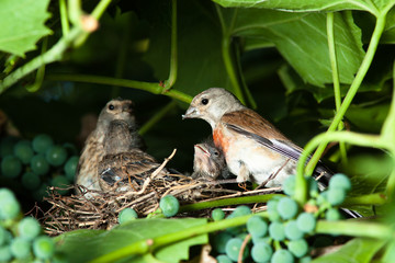 Linnet, Acanthis cannabina, Carduelis