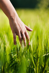 Hand in wheat field