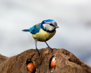 Blue tit, Parus caeruleus