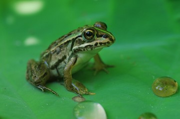 Naklejka premium 葉っぱの上のトノサマガエル