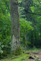Old moss wrapped oak tree