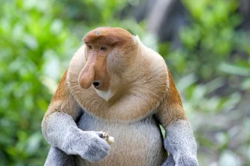  Proboscis monkey © Kjersti