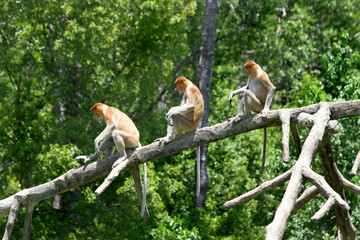 Proboscis monkey