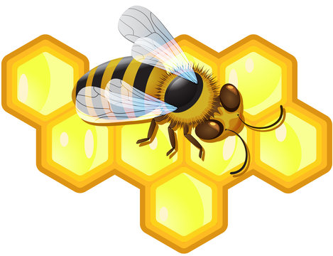 Vector bee and honeycombs