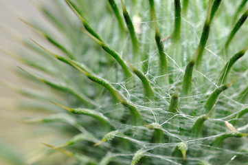 White web among sharp green thorns