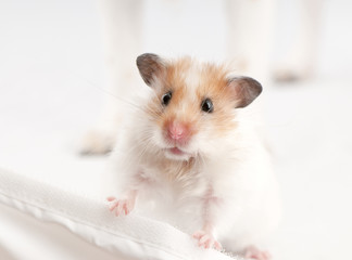 syrian hamster standing above white