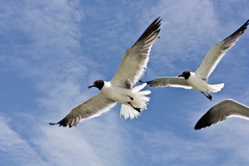 Fototapeta na wymiar flying seagulls