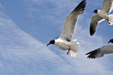 Obraz premium flying seagulls