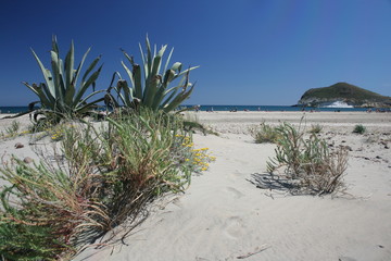 Matorral en la duna de Los Genoveses