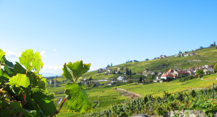Fototapeta na wymiar Słynnych winnic w regionie Lavaux, Szwajcaria