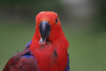 Edelpapagei, Weibchen