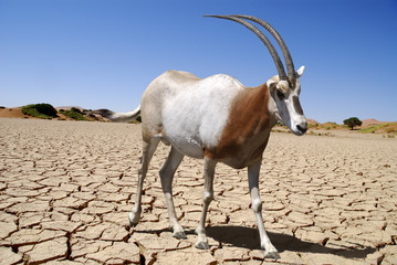 cobus leche