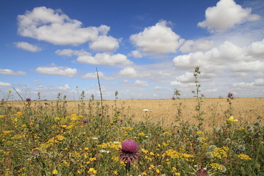 Wildblumen und Getreidefeld nahe Casablanca - Marokko
