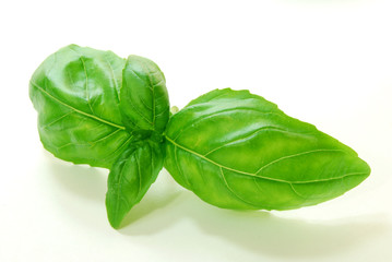 Basil © Kopal