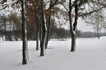 Fototapeta premium Le bosquet enneigé