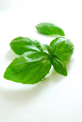 Basil