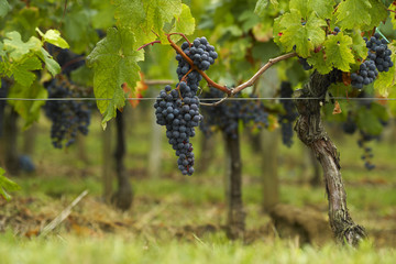 Cabernet Sauvignon