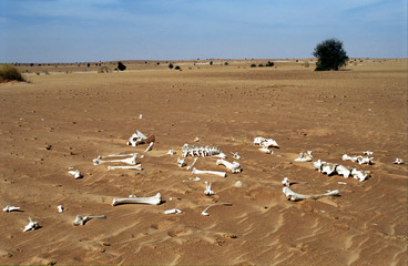 Camel bones in the desert, Mauritania