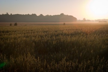 Fototapeta premium wheat