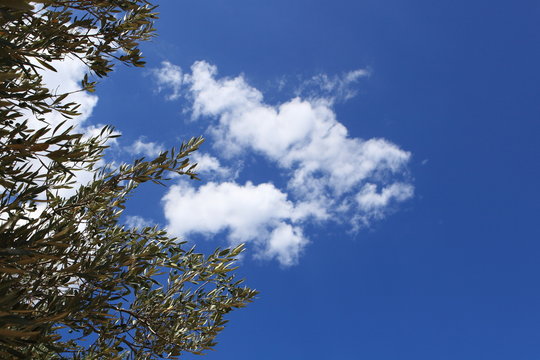 branches d'olivier sur fond de ciel bleu