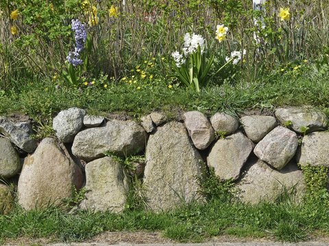 Friesenwall mit Hyazinthen auf Sylt