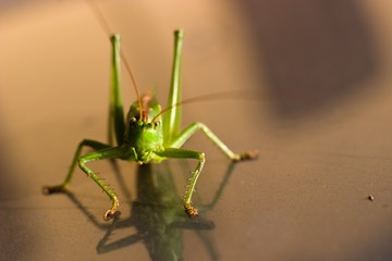insect