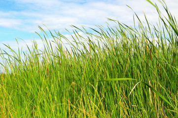 Fototapeta premium green grass against the blue sky