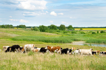 landscape with fields and grazing cows