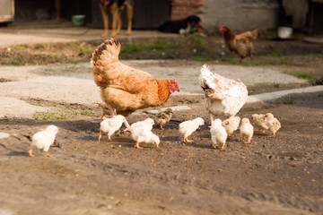 chicken