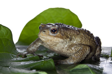 queen-frog