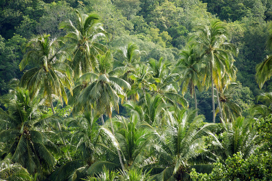Fototapeta coconut tree forest