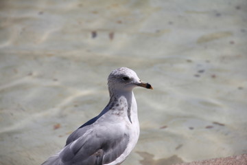 Sea Gull