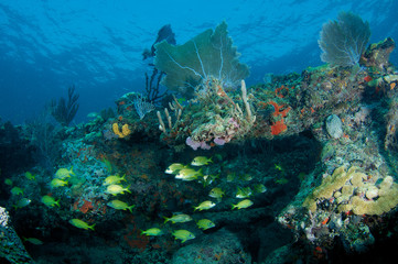 Coral Ledge Composition with fish aggregation