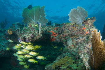 Coral Reef Composition