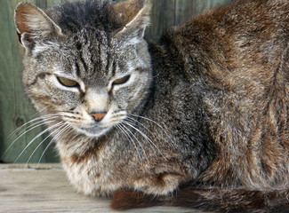 chat de gouttière au repos