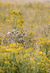 Obraz premium Jakobs-Greiskraut - Senecio jacobaea