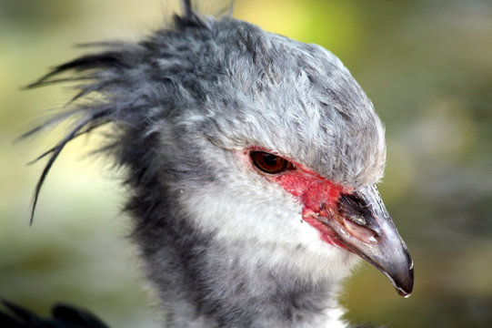 Bird closeup