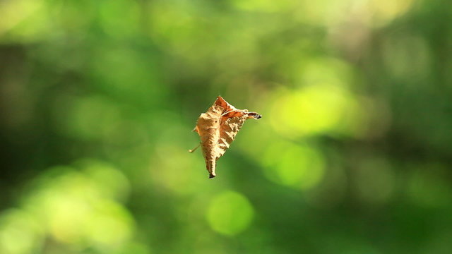 dead fall leaf on web, nature pendulum