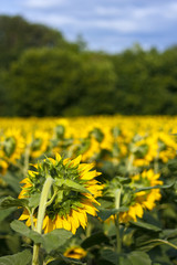 Sunflower field from behind