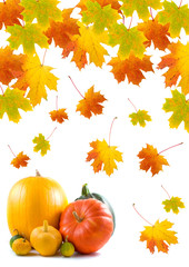 Maple leaves and pumpkins