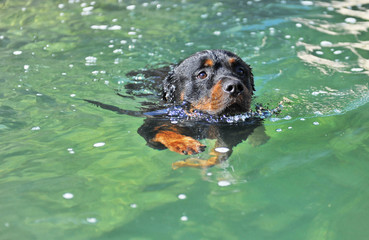 rotweiler dans l'eau