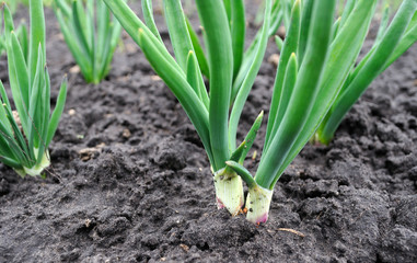 Fototapeta premium onion plantation