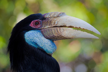 beautiful hornbill © terex