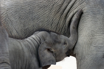 Happy time baby elephant