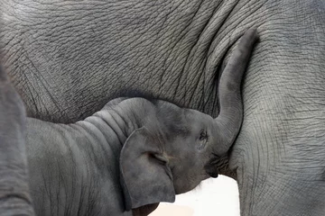 Crédence de cuisine en verre imprimé Éléphant Happy time baby elephant