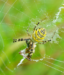 spider in her spiderweb