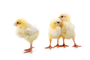 Yellow chickens